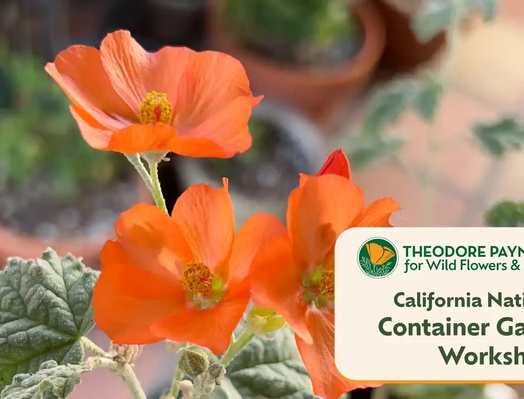California Native Plant Container Gardening with Terrence Williams 1